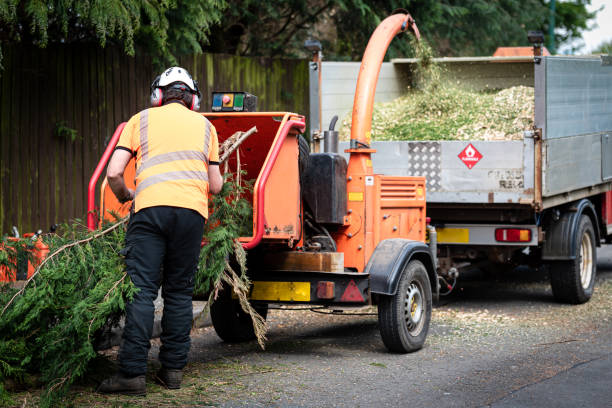 Professional Tree Service in Ore City, TX